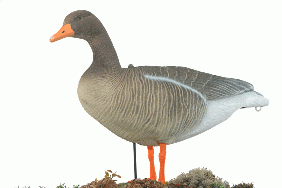 Серый гусь Greylag Goose
